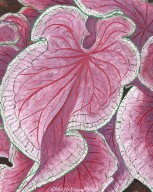 Lake PLacid FL Caladium Festival 2011 Poster